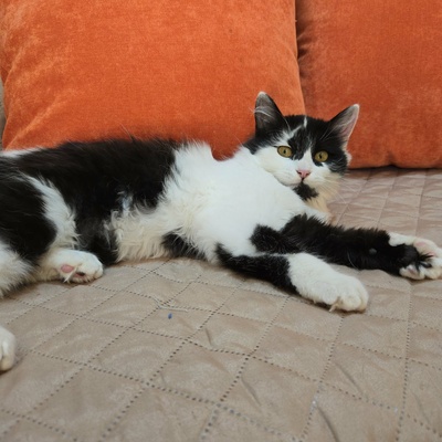Kätzchen Felice freut sich über Post von Dir, EKH Jungtier - Katze