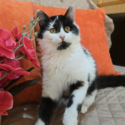 Kätzchen Felice freut sich über Post von Dir, EKH Jungtier - Katze