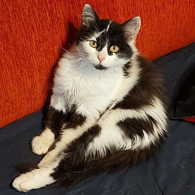 Kätzchen Felice freut sich über Post von Dir, EKH Jungtier - Katze