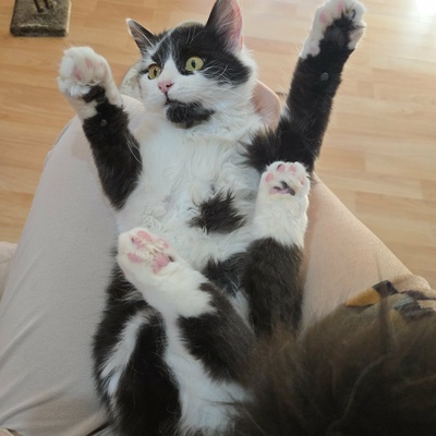 Kätzchen Felice freut sich über Post von Dir, EKH Jungtier - Katze