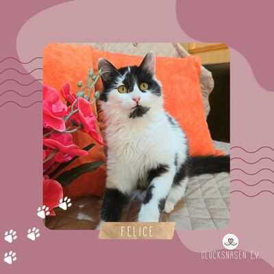 Kätzchen Felice möchte Dein Herz erobern