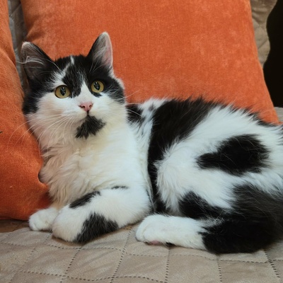 Kätzchen Felice möchte Dein Herz erobern, EKH Jungtier - Katze