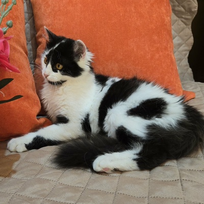 Kätzchen Felice möchte Dein Herz erobern, EKH Jungtier - Katze