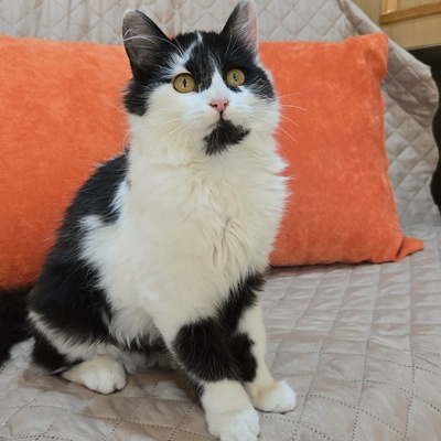 Kätzchen Felice möchte Dein Herz erobern, EKH Jungtier - Katze