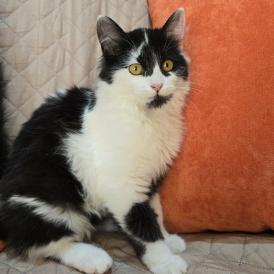 Kätzchen Felice möchte Dein Herz erobern, EKH Jungtier - Katze