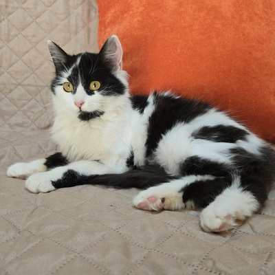 Kätzchen Felice möchte Dein Herz erobern, EKH Jungtier - Katze