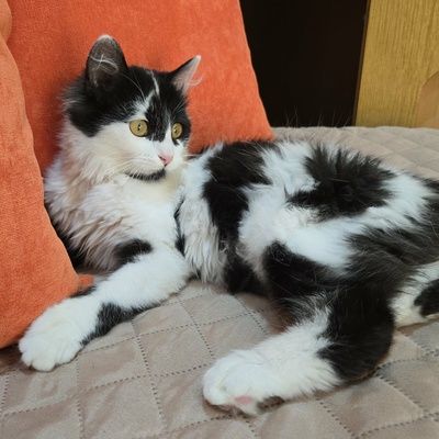 Kätzchen Felice möchte Dein Herz erobern, EKH Jungtier - Katze