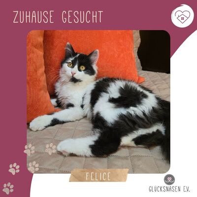 Kätzchen Felice sucht ihre Dosis, EKH Jungtier - Katze