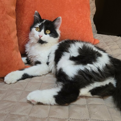 Kätzchen Felice sucht ihre Dosis, EKH Jungtier - Katze