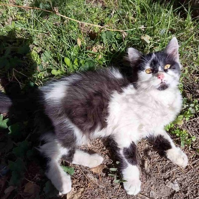 Kätzchen Felice sucht ihre Dosis, EKH Jungtier - Katze