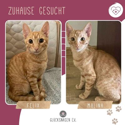 Kätzchen Felix und Malina sind neugierig auf Dich, EKH Jungtier - Katze
