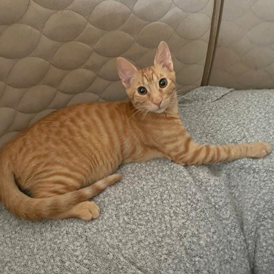 Kätzchen Felix und Malina sind neugierig auf Dich, EKH Jungtier - Katze