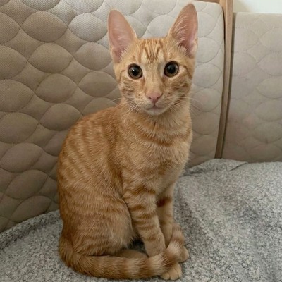 Kätzchen Felix und Malina sind neugierig auf Dich, EKH Jungtier - Katze