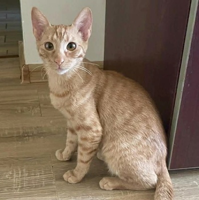 Kätzchen Felix und Malina sind neugierig auf Dich, EKH Jungtier - Katze