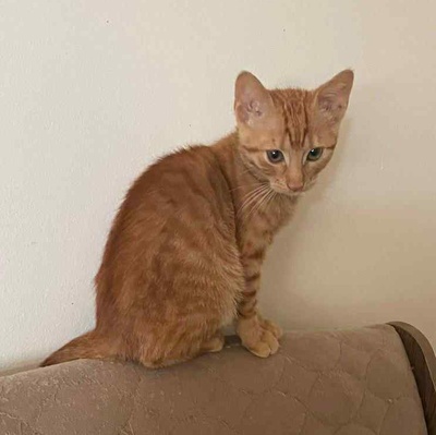 Kätzchen Felix und Malina sind neugierig auf Dich, EKH Jungtier - Katze