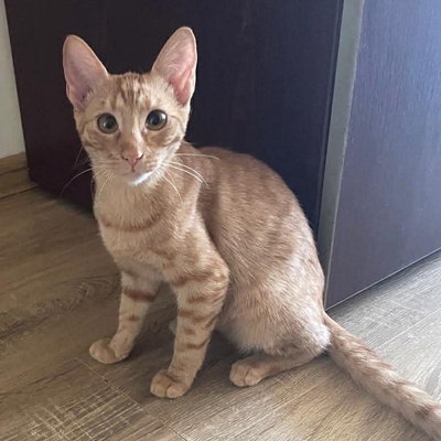 Kätzchen Felix und Malina sind neugierig auf Dich, EKH Jungtier - Katze