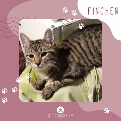 Kätzchen Finchen möchte gern reisen, EKH - Katze