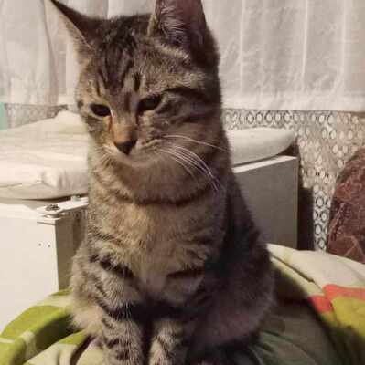 Kätzchen Finchen wartet auf Post von Dir, Kätzchen Finchen wartet auf Post von Dir - Katze