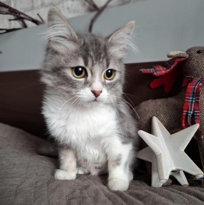 Kätzchen Flocke und Wuschel kuscheln gern, EKH Jungtier - Kater