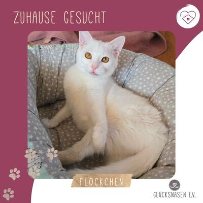 Kätzchen Flöckchen spielt gern