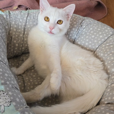 Kätzchen Flöckchen spielt gern, EKH Jungtier - Katze