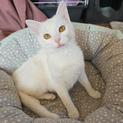 Kätzchen Flöckchen spielt gern, EKH Jungtier - Katze