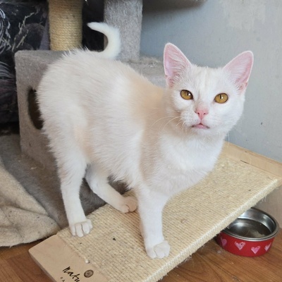 Kätzchen Flöckchen spielt gern, EKH Jungtier - Katze