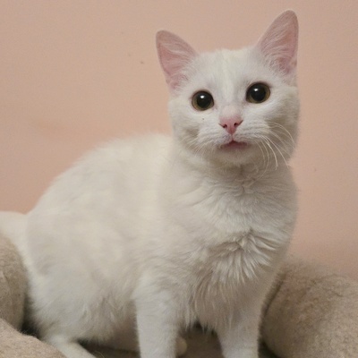 Kätzchen Flöckchen spielt gern, EKH Jungtier - Katze