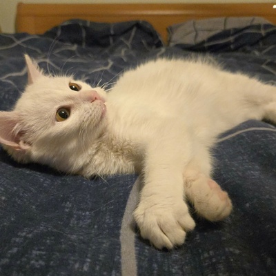 Kätzchen Flöckchen spielt gern, EKH Jungtier - Katze