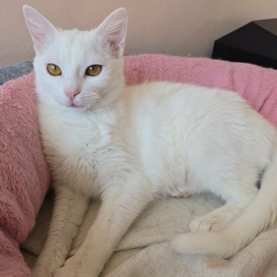 Kätzchen Flöckchen spielt gern, EKH Jungtier - Katze