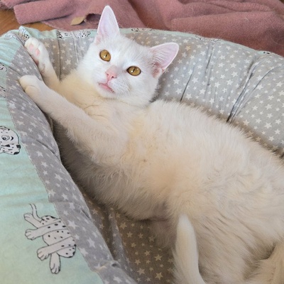 Kätzchen Flöckchen spielt gern, EKH Jungtier - Katze