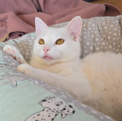 Kätzchen Flöckchen spielt gern, EKH Jungtier - Katze