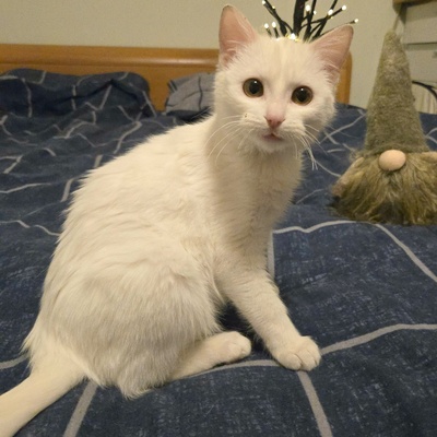 Kätzchen Flöckchen spielt gern, EKH Jungtier - Katze