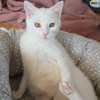 Kätzchen Flöckchen spielt gern, EKH Jungtier - Katze