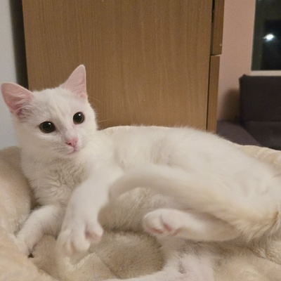 Kätzchen Flöckchen spielt gern, EKH Jungtier - Katze