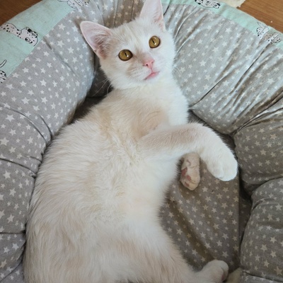 Kätzchen Flöckchen spielt gern, EKH Jungtier - Katze