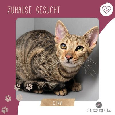 Kätzchen Gina sucht ihre eigene Familie, EKH Jungtier - Katze