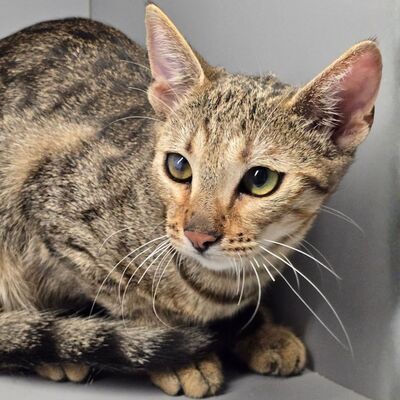 Kätzchen Gina sucht ihre eigene Familie, EKH Jungtier - Katze