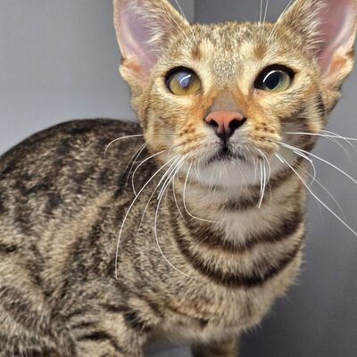Kätzchen Gina sucht ihre eigene Familie, EKH Jungtier - Katze