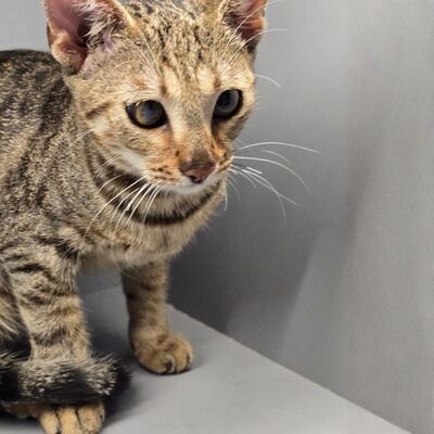 Kätzchen Gina sucht ihre eigene Familie, EKH Jungtier - Katze