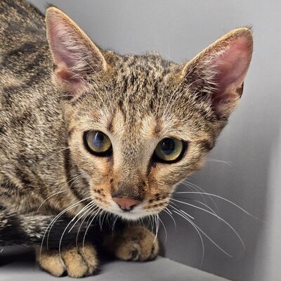 Kätzchen Gina sucht ihre eigene Familie, EKH Jungtier - Katze