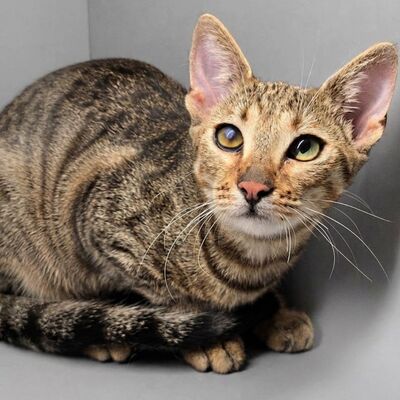 Kätzchen Gina sucht ihre eigene Familie, EKH Jungtier - Katze