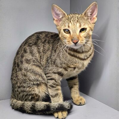 Kätzchen Gina sucht ihre eigene Familie, EKH Jungtier - Katze