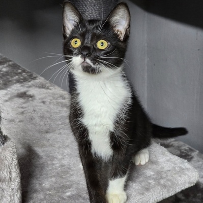 Kätzchen Ginny hofft auf ihre Familie, EKH Jungtier - Katze