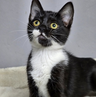 Kätzchen Ginny hofft auf ihre Familie, EKH Jungtier - Katze