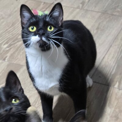 Kätzchen Ginny hofft auf ihre Familie, EKH Jungtier - Katze