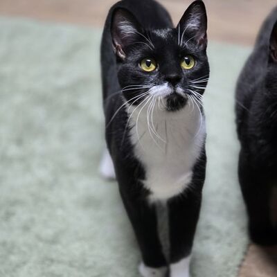 Kätzchen Ginny hofft auf ihre Familie, EKH Jungtier - Katze