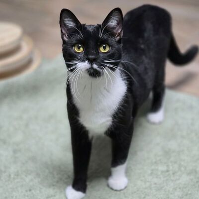 Kätzchen Ginny hofft auf ihre Familie, EKH Jungtier - Katze