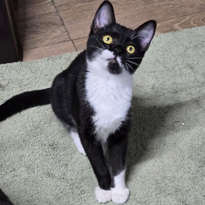 Kätzchen Ginny hofft auf ihre Familie, EKH Jungtier - Katze