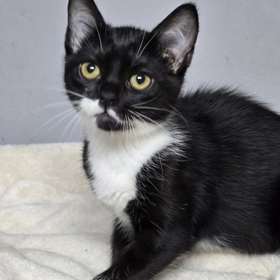 Kätzchen Ginny hofft auf ihre Familie, EKH Jungtier - Katze